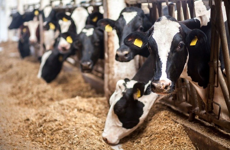 Cattle Feed Powder